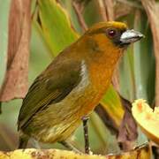 Prong-billed Barbet