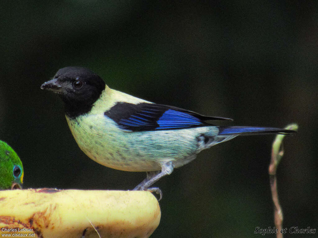 Black-headed Tanager male adult breeding, identification, eats