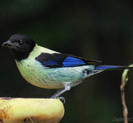 Black-headed Tanager