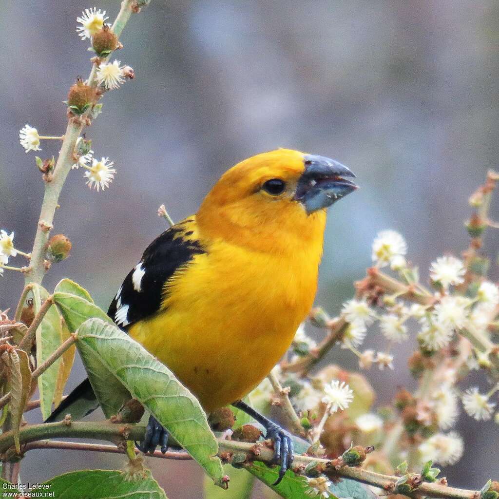 Cardinal à tête jaune mâle adulte, régime, mange