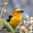 Cardinal à tête jaune