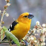 Golden Grosbeak