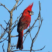 Vermilion Cardinal