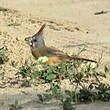 Cardinal vermillon