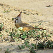 Vermilion Cardinal