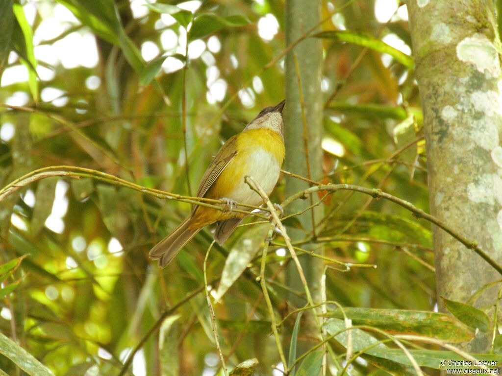 Common Bush Tanager