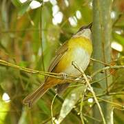 Common Bush Tanager