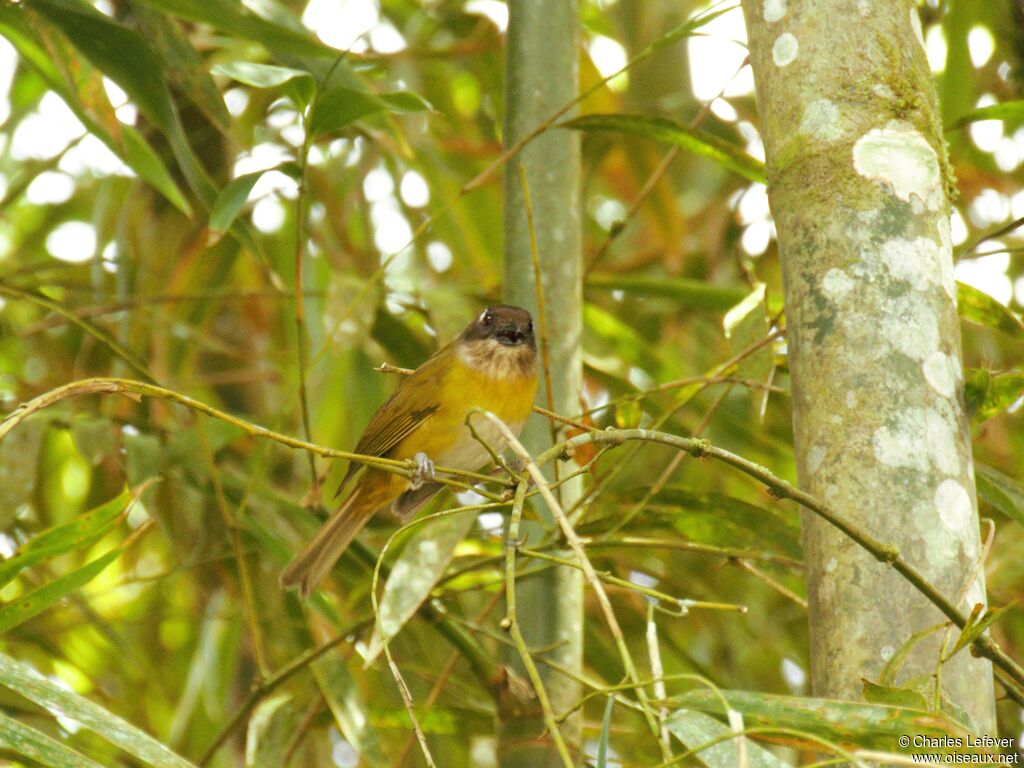 Common Chlorospingusadult