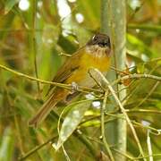 Common Bush Tanager