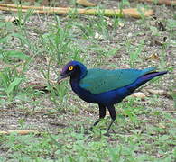 Purple Starling