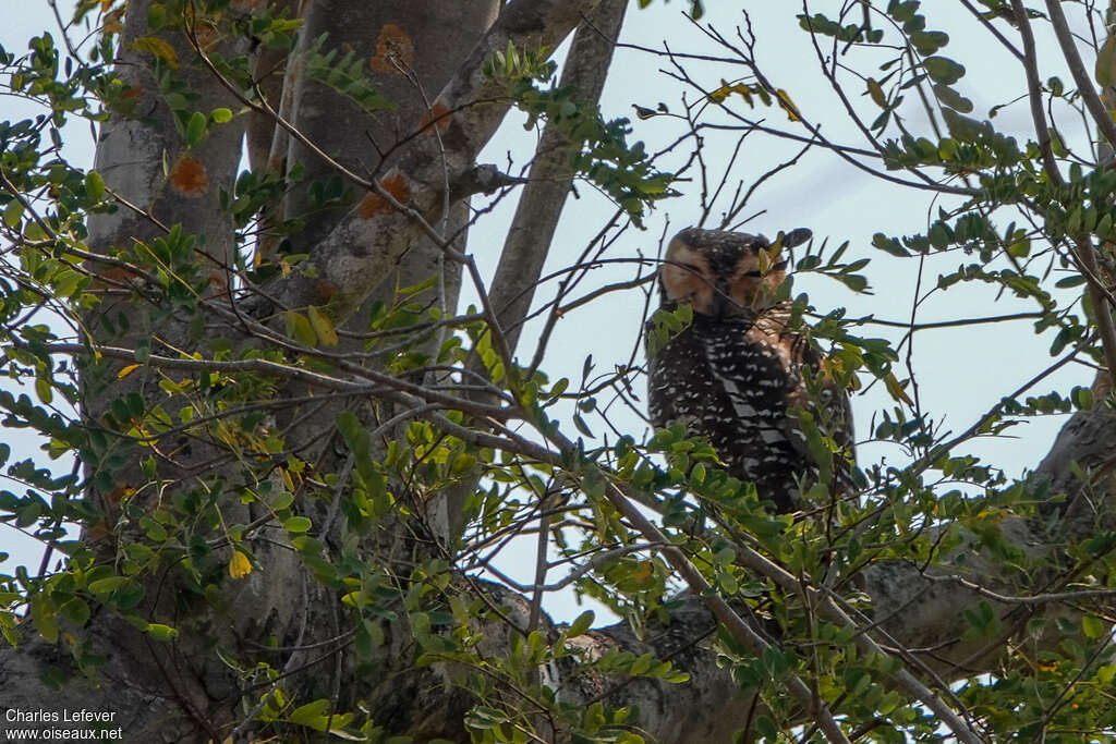 Spotted Wood Owladult, Behaviour