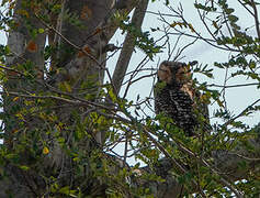 Spotted Wood Owl