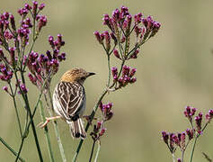 Stout Cisticola