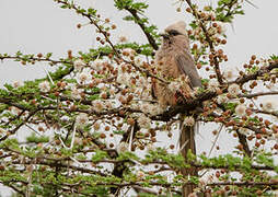 White-headed Mousebird