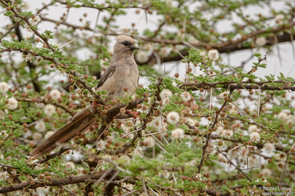 White-headed Mousebirdadult