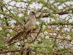 White-headed Mousebird