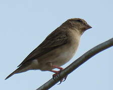 Wilson's Indigobird