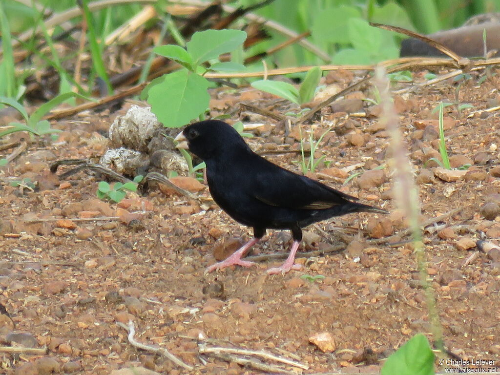 Wilson's Indigobird male adult breeding, walking, eats