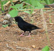 Wilson's Indigobird