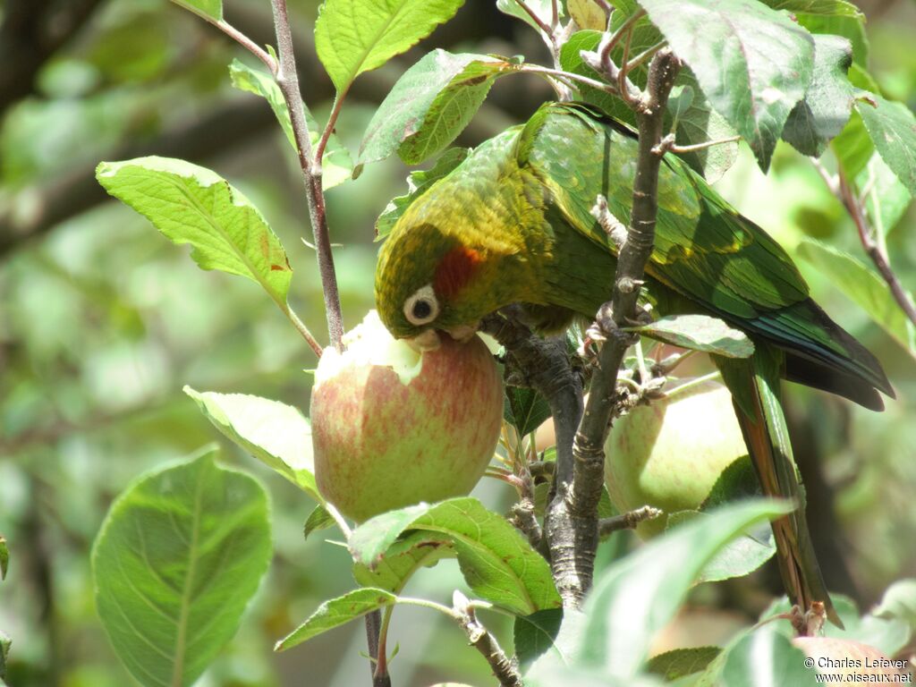 Sulphur-winged Parakeetadult, eats