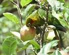 Conure de Hoffmann