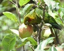 Sulphur-winged Parakeet