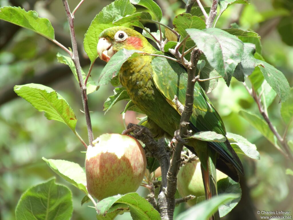 Conure de Hoffmannadulte, mange