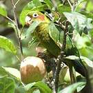 Conure de Hoffmann