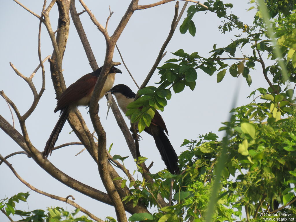 Coucal du Sénégaladulte, mange