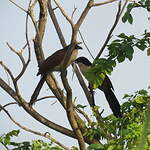 Coucal du Sénégal