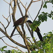 Senegal Coucal