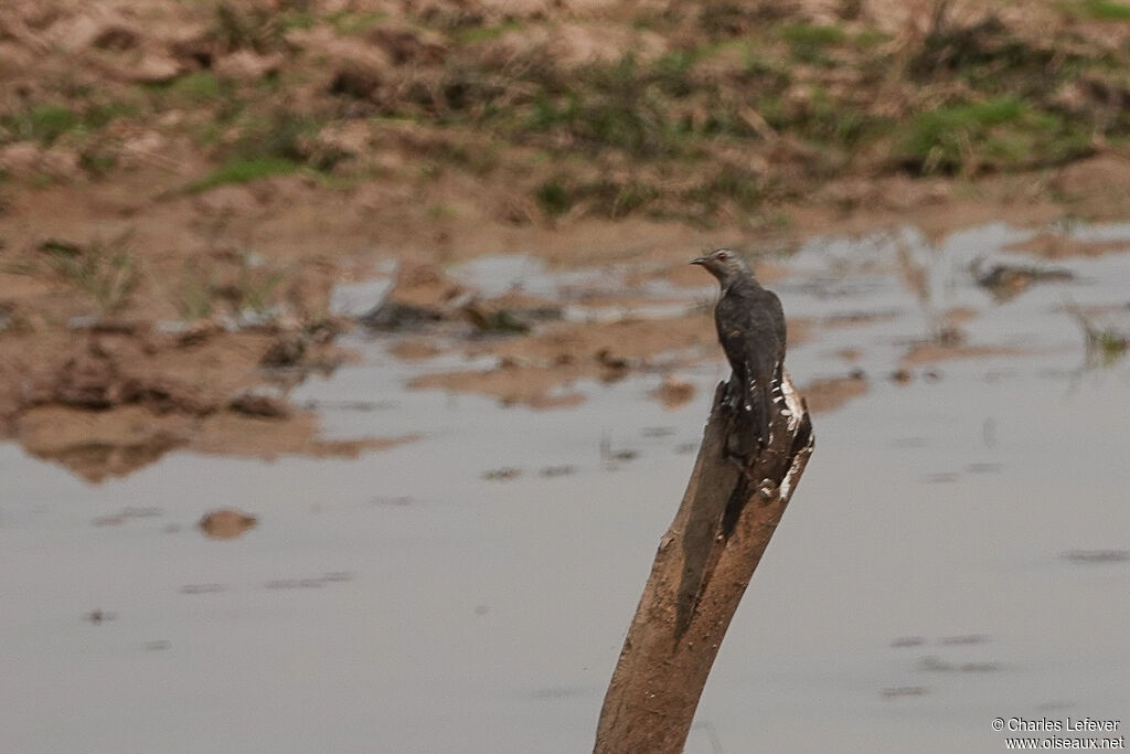 Plaintive Cuckoo