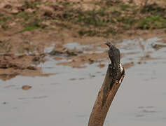 Plaintive Cuckoo