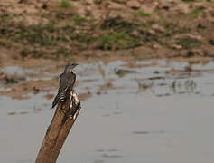 Plaintive Cuckoo