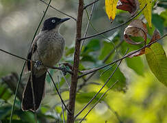 Blackcap Babbler