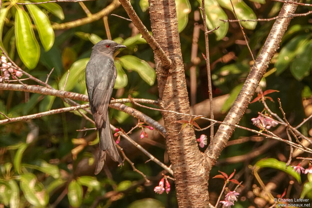 Drongo cendréadulte