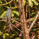 Drongo cendré