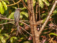 Drongo cendré