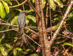 Ashy Drongo