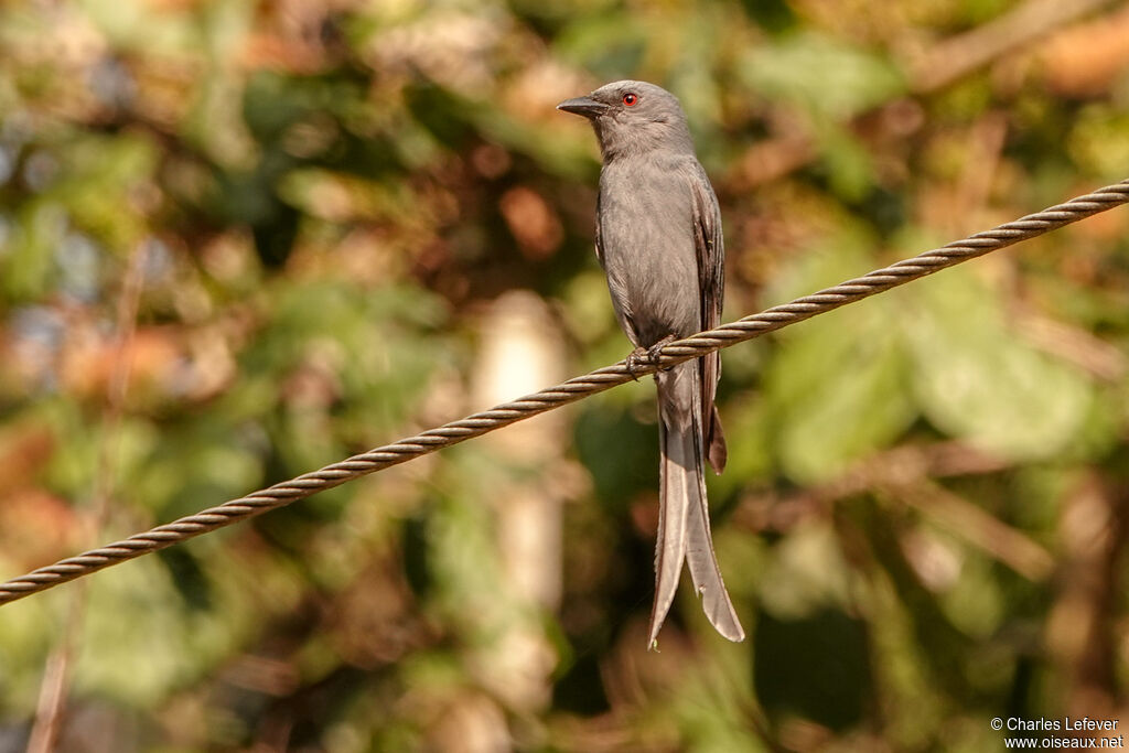 Drongo cendré