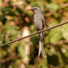 Drongo cendré