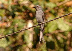 Ashy Drongo