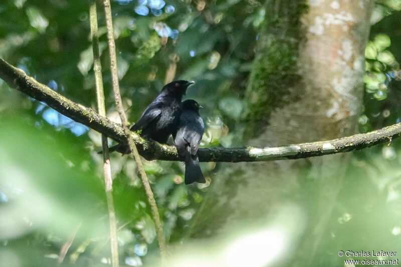 Common Square-tailed Drongoadult