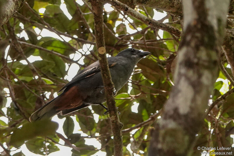New Caledonian Cuckooshrikeadult