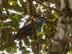 New Caledonian Cuckooshrike