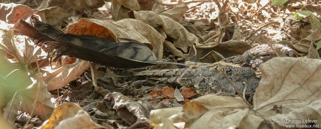 Standard-winged Nightjar male adult breeding