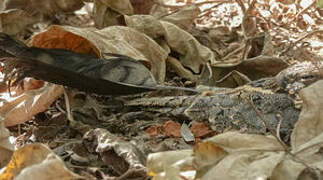 Standard-winged Nightjar