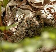 Standard-winged Nightjar