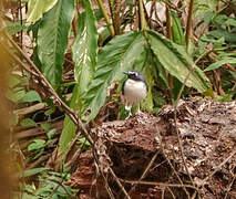 Slaty-backed Forktail