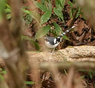 Slaty-backed Forktail